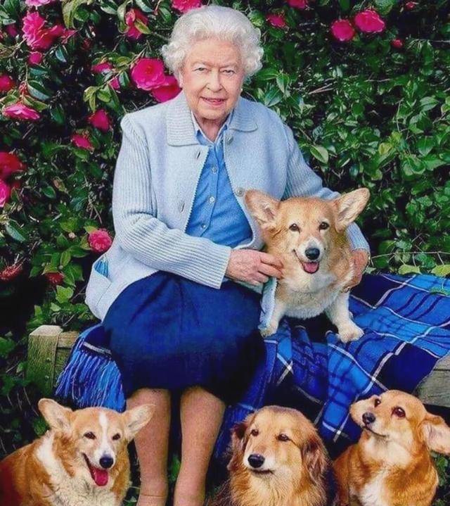 再失一狗!英国女王养了一辈子的小短腿相继去世,如今只剩一只了