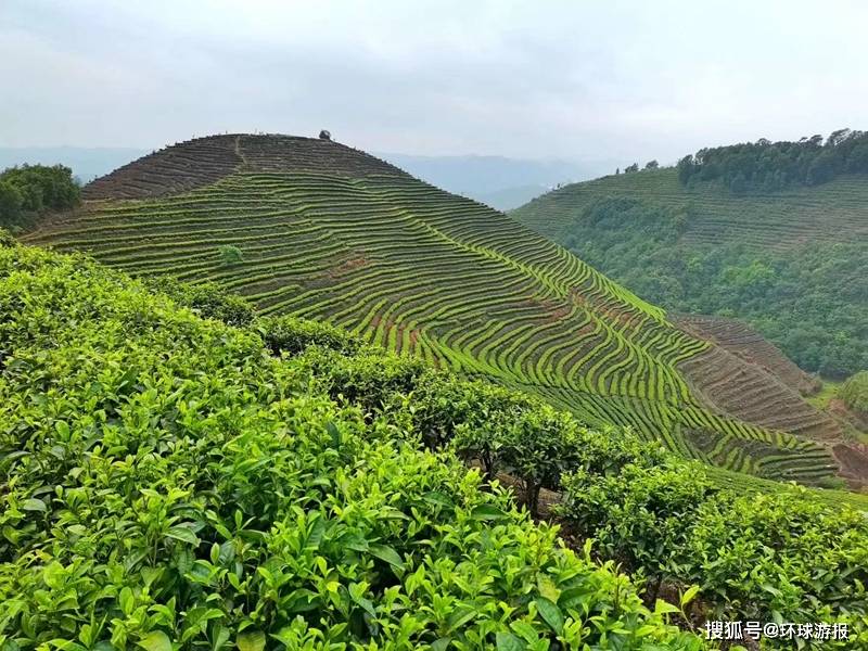 温泉镇是昌宁县第一大茶乡,种茶历史悠久,茶文化源远流长,被誉为茶叶