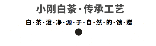 原创福鼎白茶之白毫银针