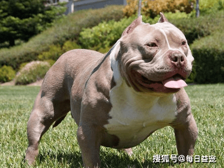 世界十大禁犬这也太凶猛了难怪不给养