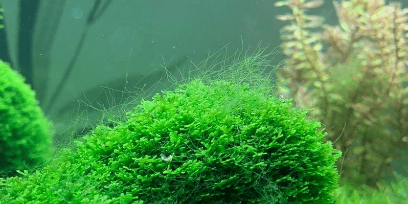 草缸水草中的那些藻类生物的事