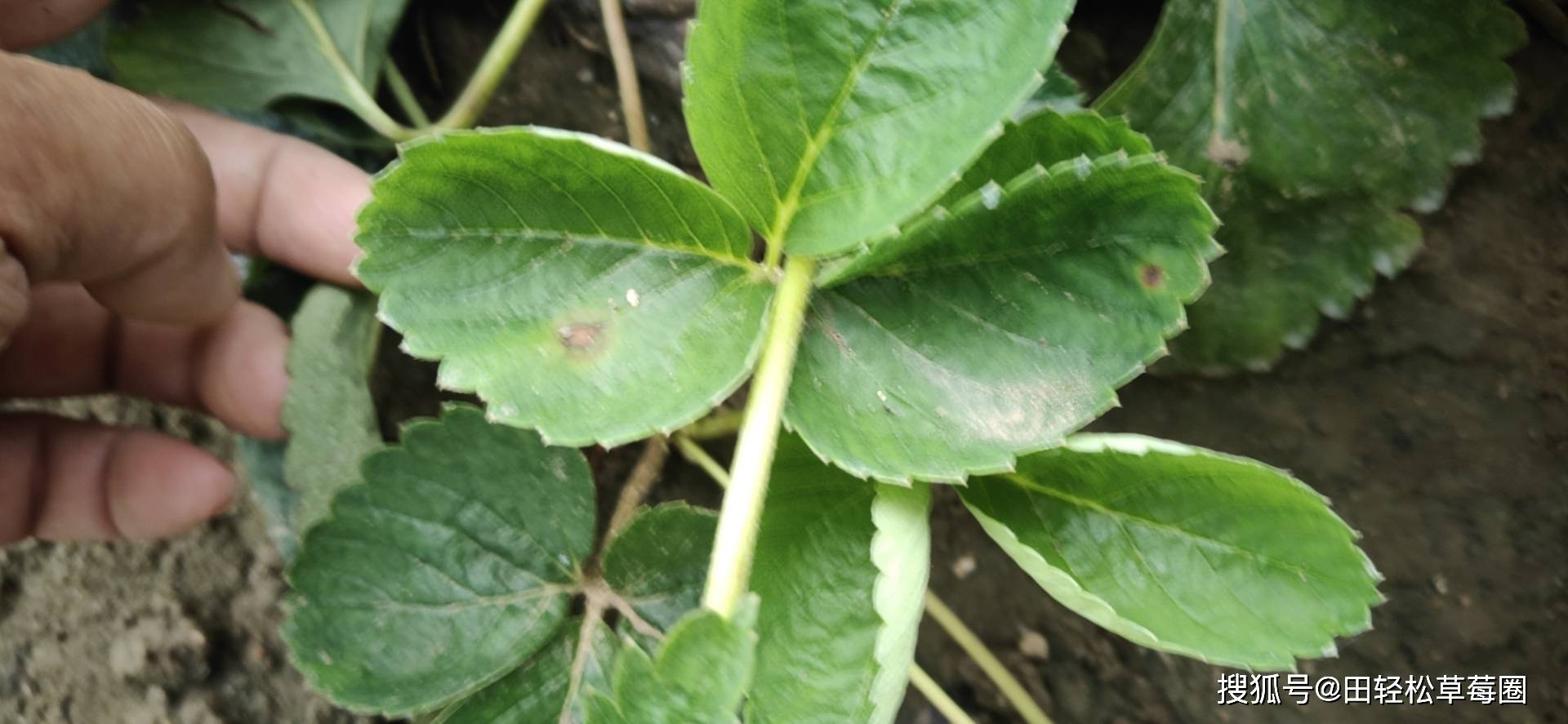 草莓炭疽病的防治草莓炭疽病的特点症状