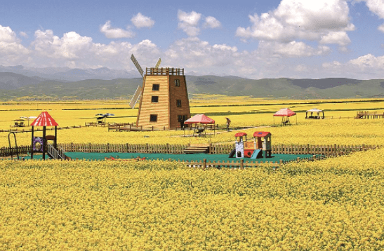 门源油菜花文化旅游系列活动启幕_青海