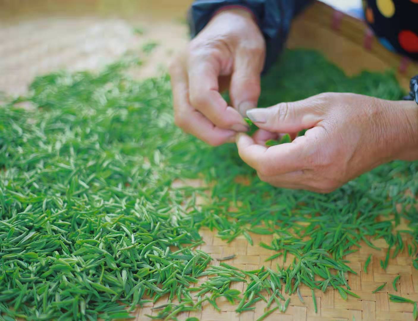 雨花茶的制作工艺