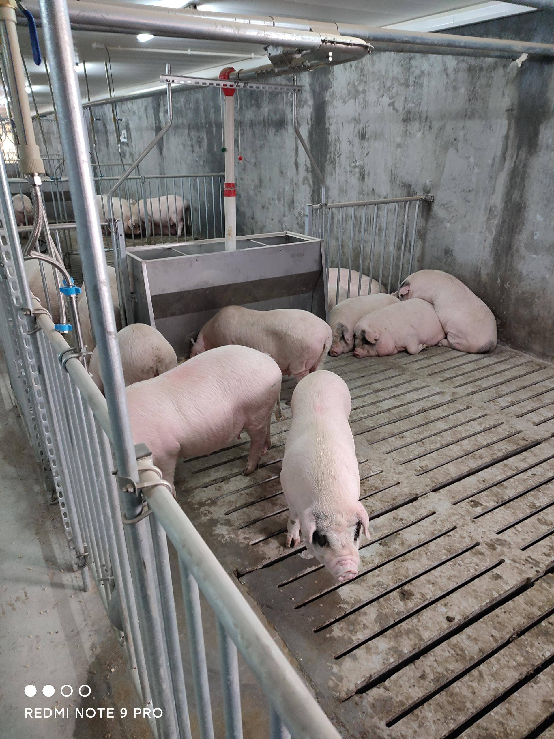 农村小型养猪场如何设计最低成本科学养猪简易猪栏猪舍