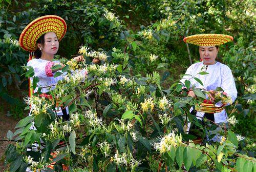 湖南隆回:金银花开"幸福"来