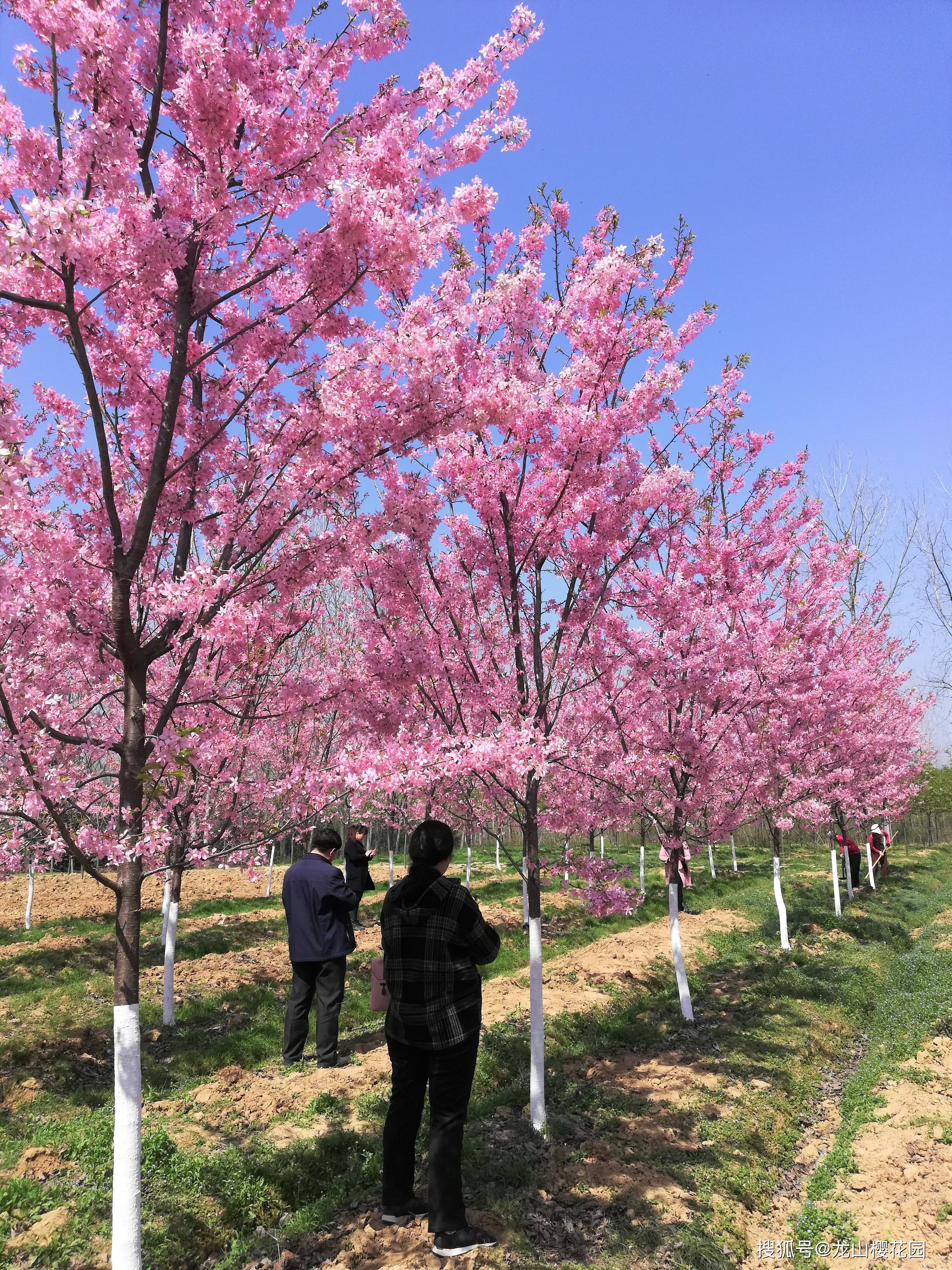 红粉佳人龙山樱花园