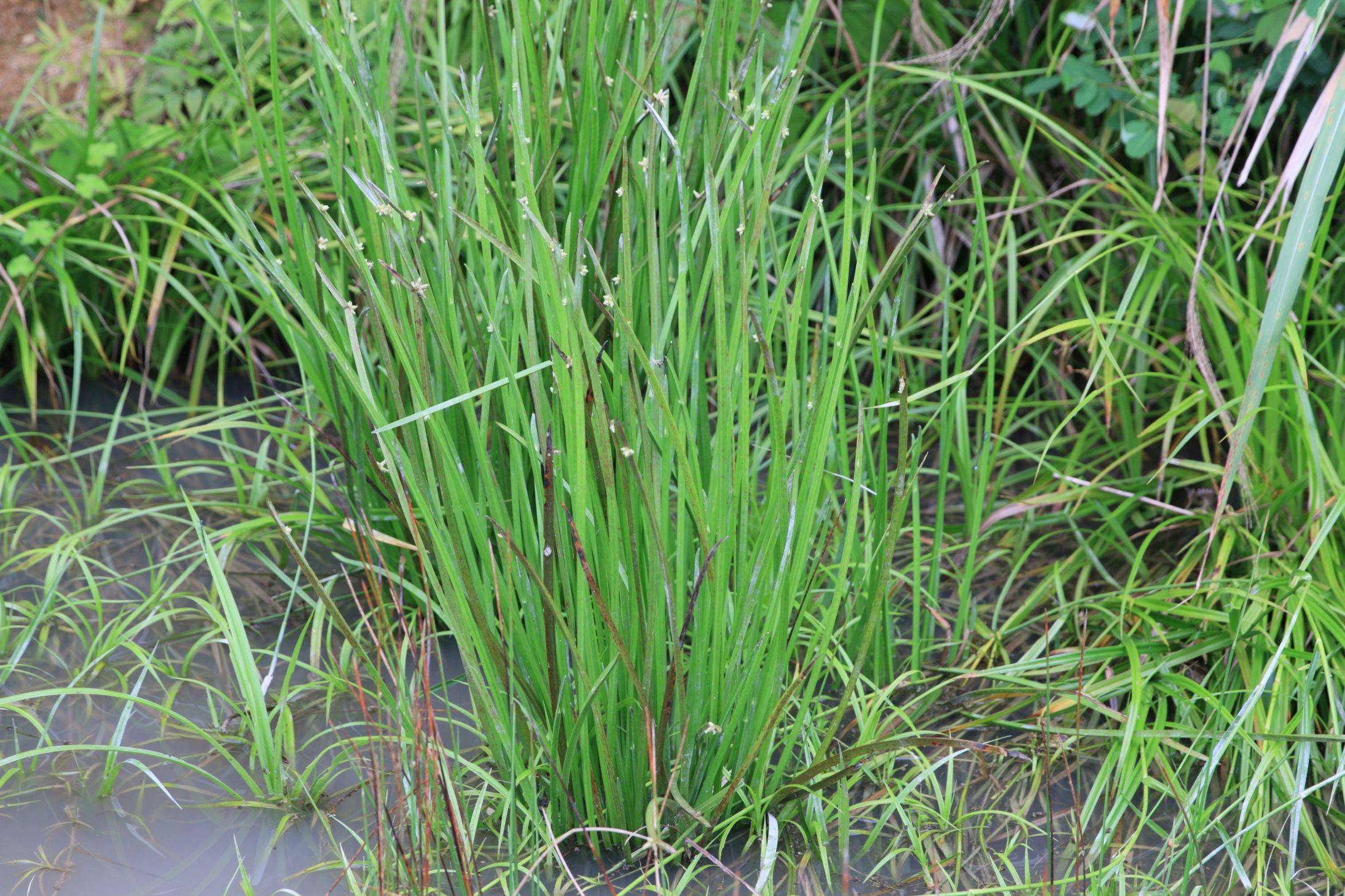 庆元植物1424莎草科藨草属现水葱属水毛花