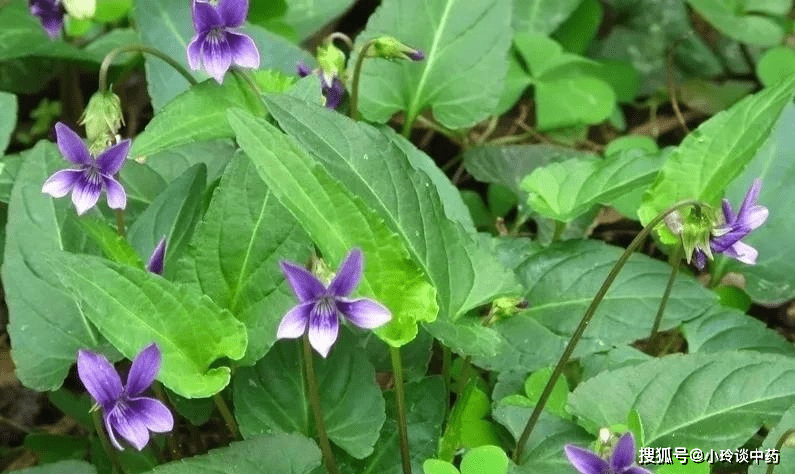 每日中药紫花地丁