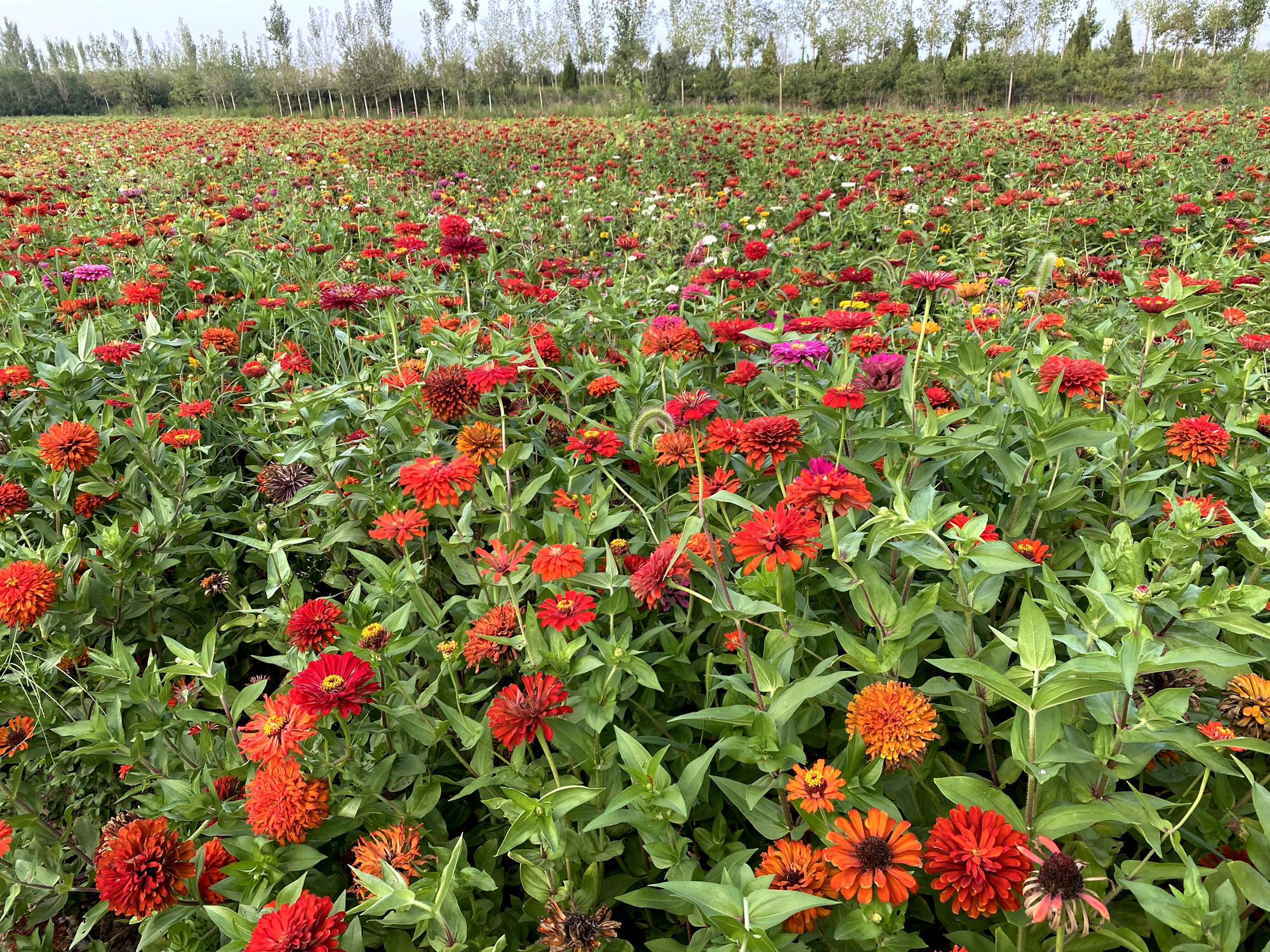 线上赏花:大荔官池牡丹园许你一个五彩斑斓的"花花世界"