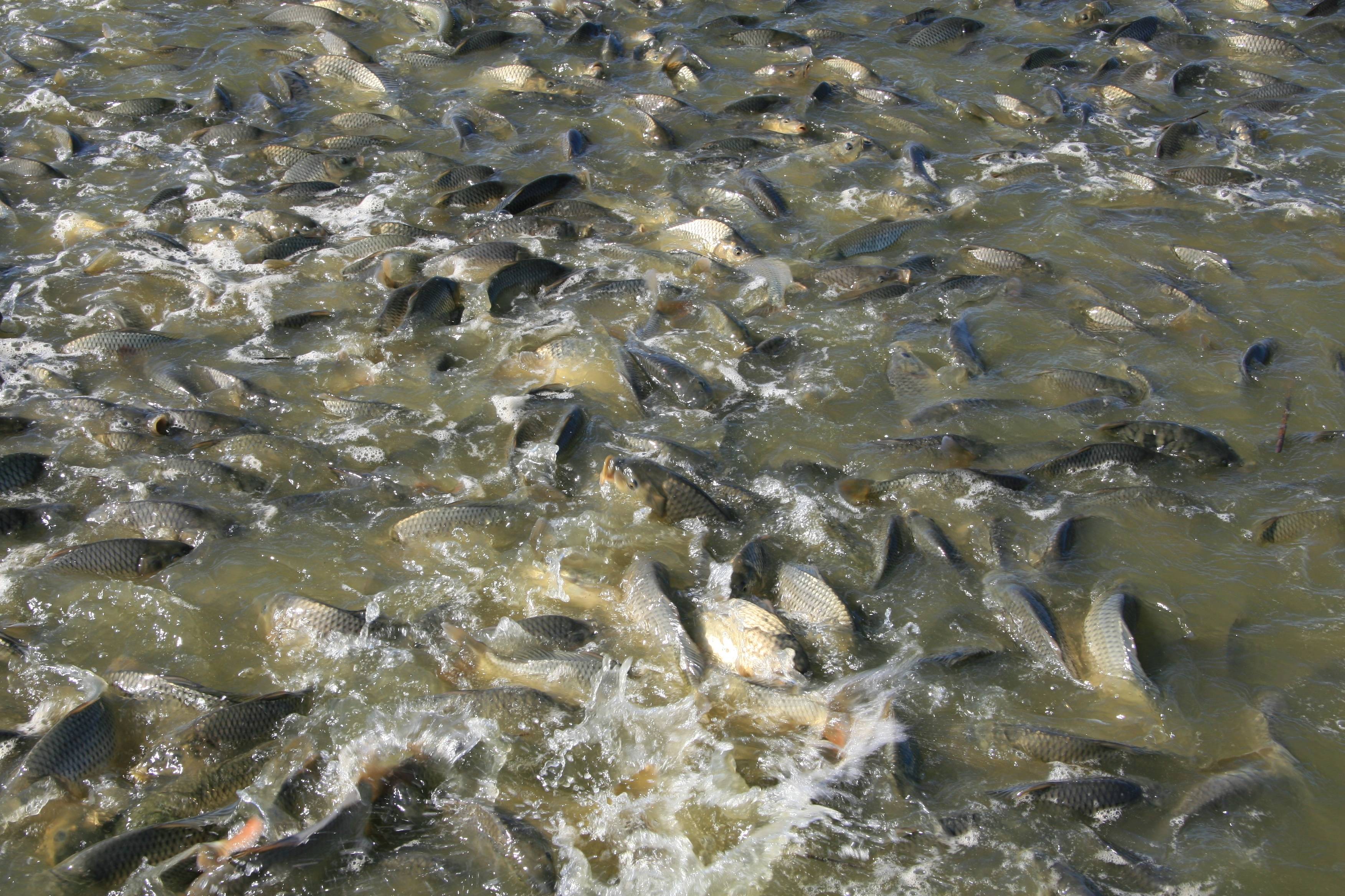 池塘养殖使用土工膜鱼虾产量高