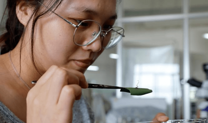 揭秘虫草的"物种多样性:有虫有"草,却非虫非草_虞泓