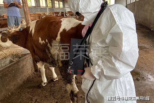 牛用b超检测母牛怀孕时的图像,羊水一般呈现为黑色,胎儿为灰白色反射