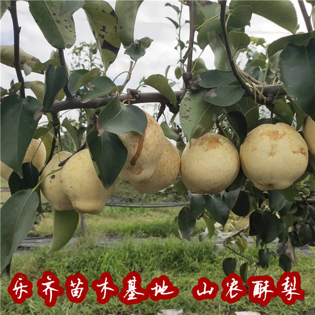 山农大梨新品种-山农酥梨树苗结果表现 甜度高,皮薄肉脆