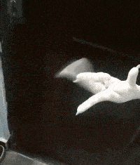 搞笑gif:说分手资格都没有的大张伟_丑小鸭