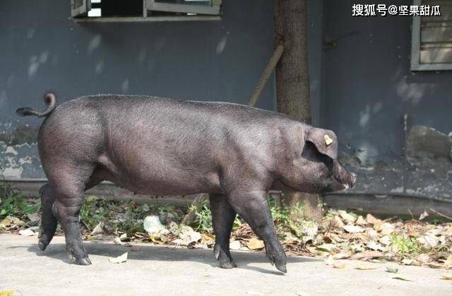 原创川乡黑猪我国具有完全自主知识产权的种猪品种培育成功