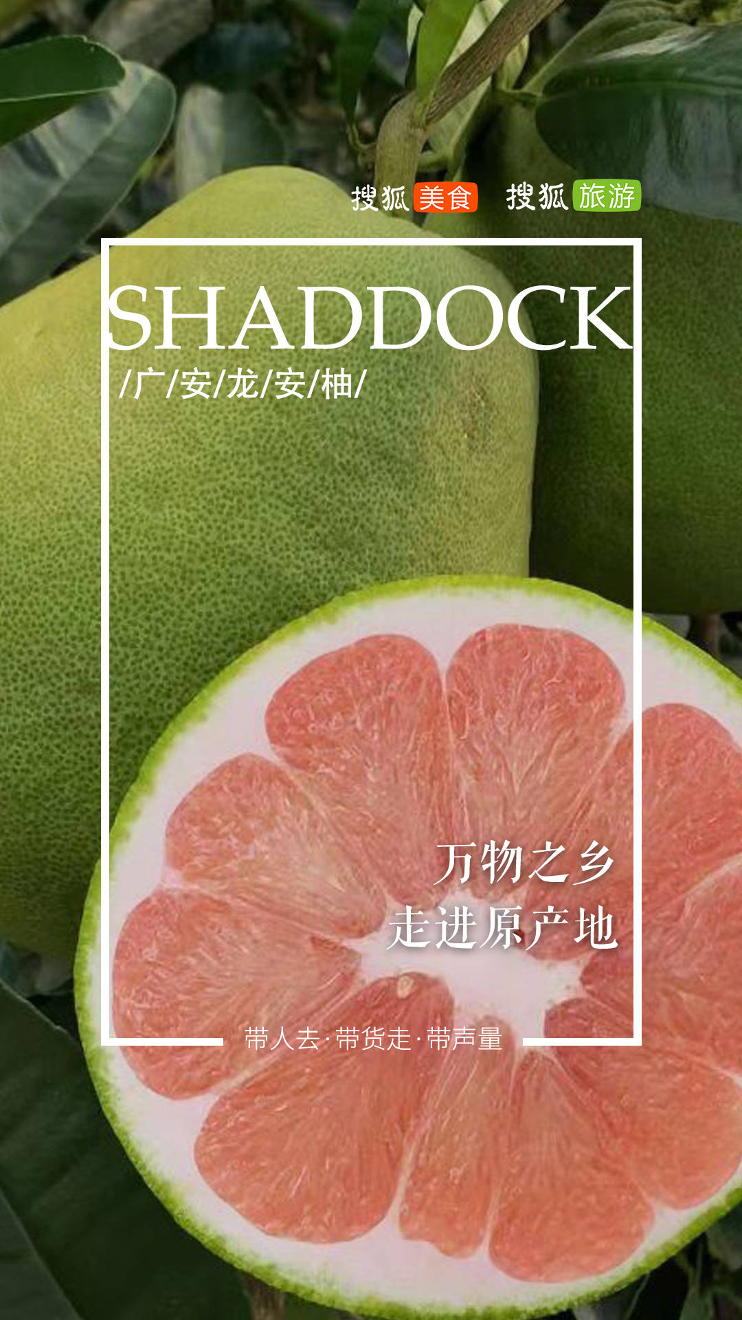 这是搜狐美食【万物之乡】系列报道之- 广安龙安柚.