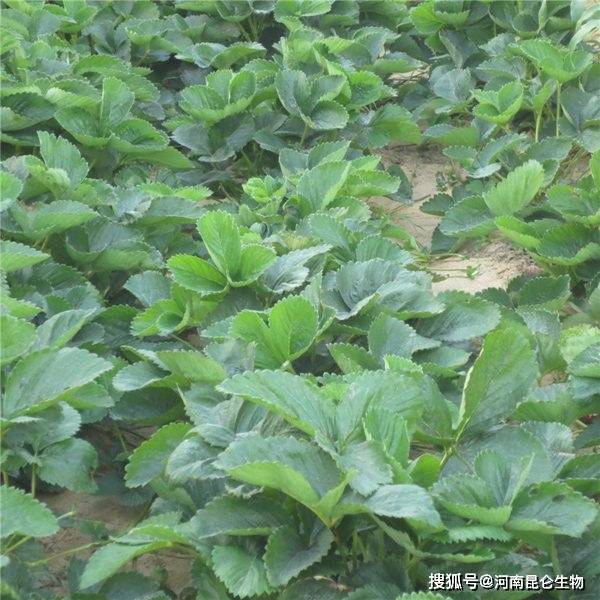 草莓育苗技术及管理方法?草莓烂根前兆?草莓上什么好