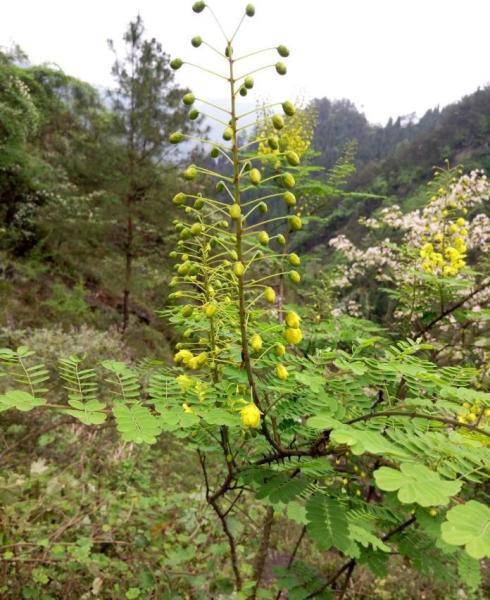 满目金黄惹人爱—云实_植物_繁殖_马豆