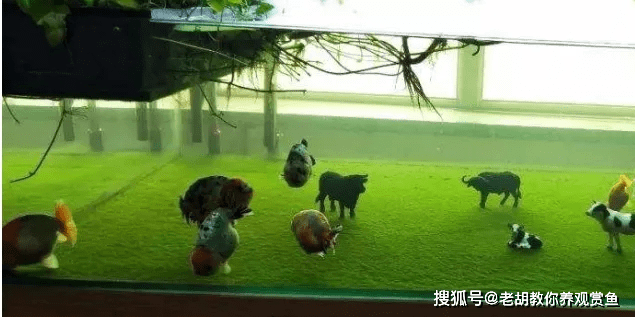 鱼缸绿苔是如何养出来的