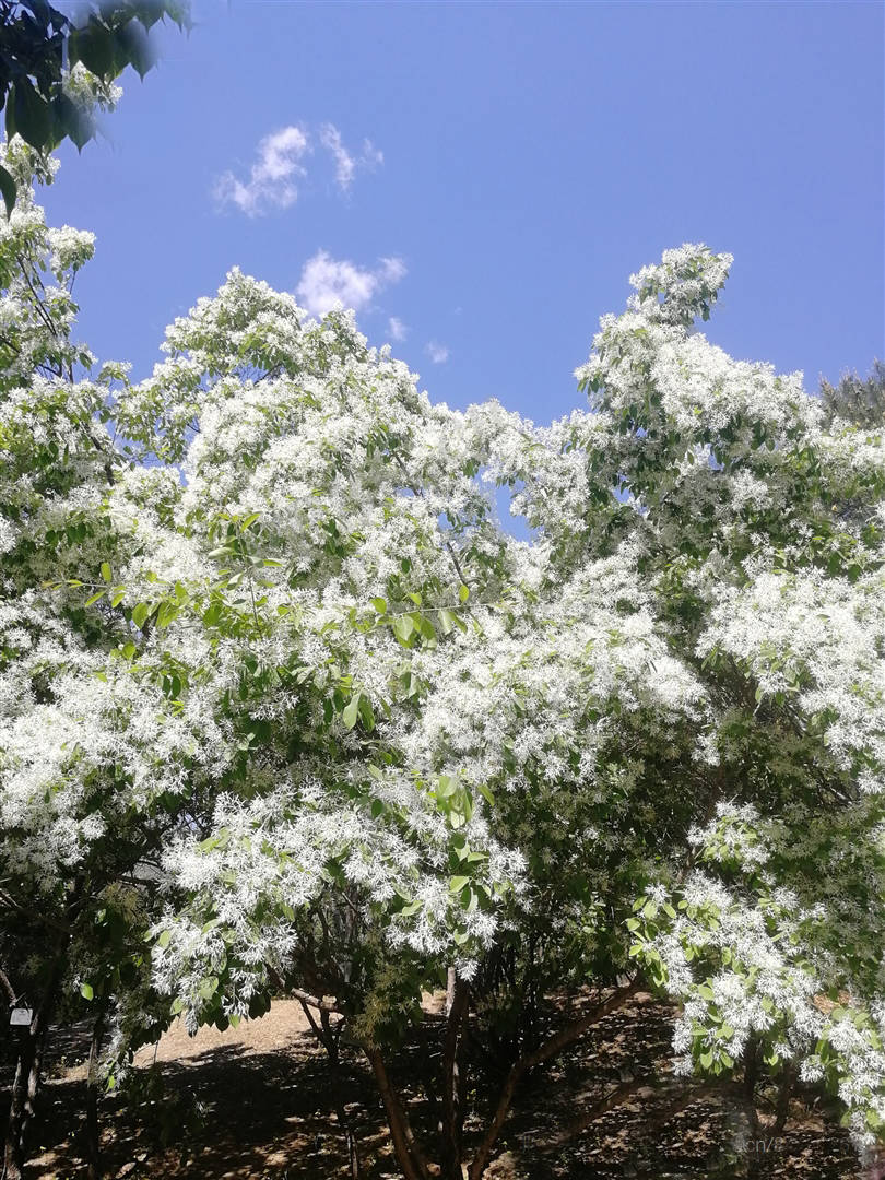 综上,以上所析出的椴树(紫椴,蒙椴等,山橿,山胡椒,檵木和流苏树,都不