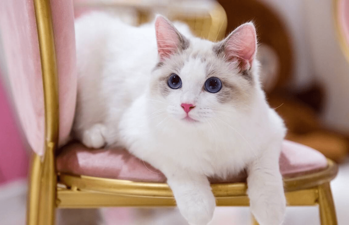 原创5种宠物猫一旦被抛弃在外生存不了几个月网友丢啥都不丢它