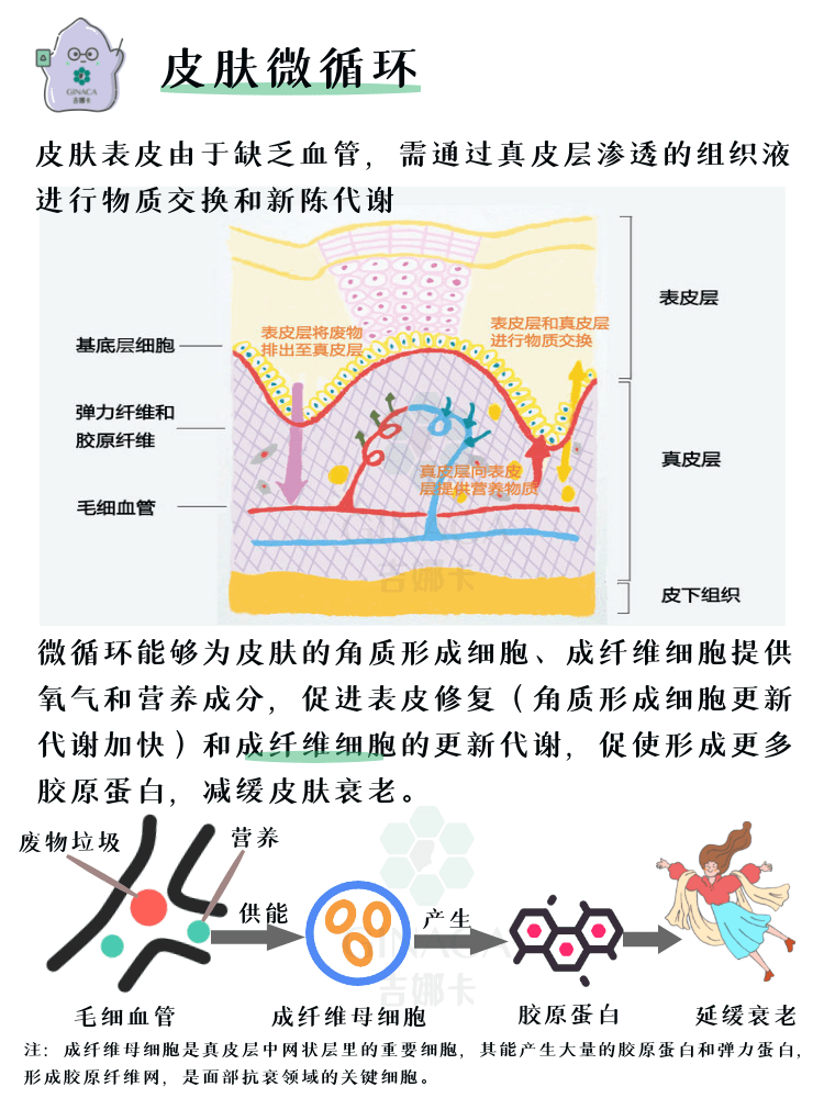 抗初老之皮肤微循环!科普级皮肤手册_障碍_微血管_代谢