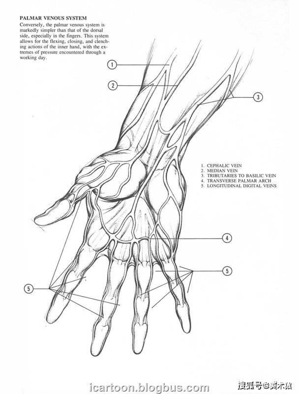 《动态素描·手部结构》_人体_伯恩·霍加斯_插图