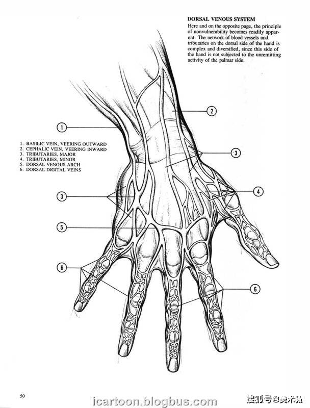《动态素描·手部结构》_人体_伯恩·霍加斯_插图