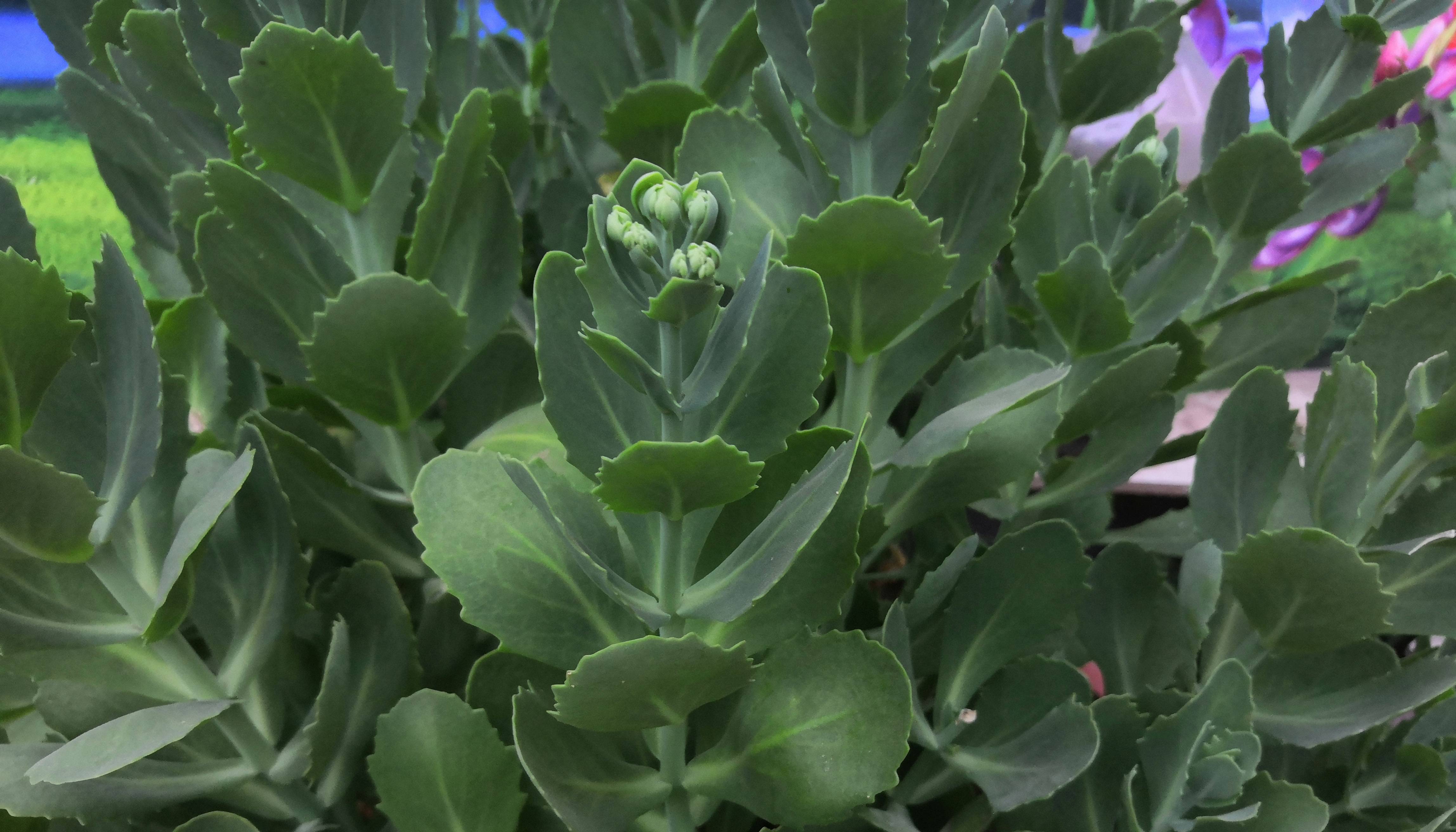 防止蚊虫叮咬丨还能消肿止痒丨八宝植物的作用及种植