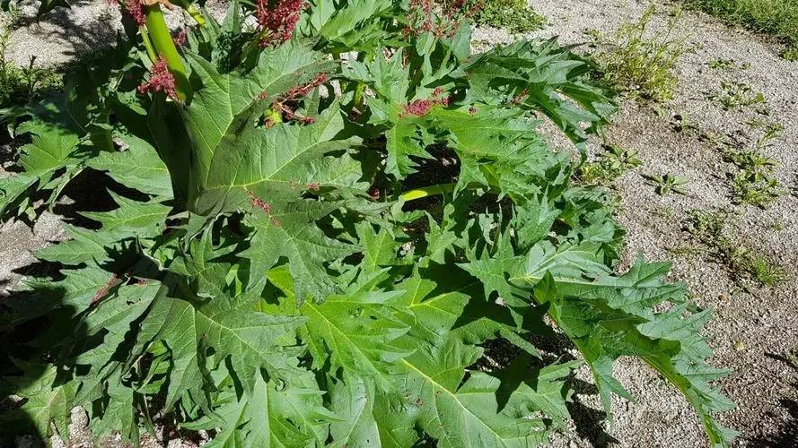 大黄草大粘药｛danianyao｝（《昆明民间常用草药》）【异名】玄麻，升麻（
