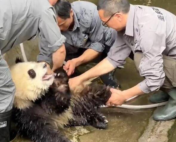 大熊猫洗澡两个半人摁半个负责洗 网友：这还真是个体力活
