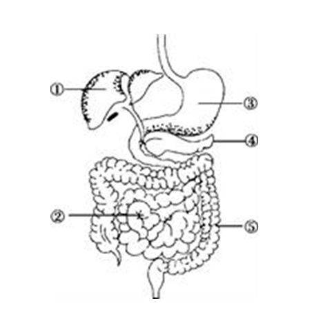 如图为人体消化系统的部分结构示意图,下列叙述不正确的是(  ) a.