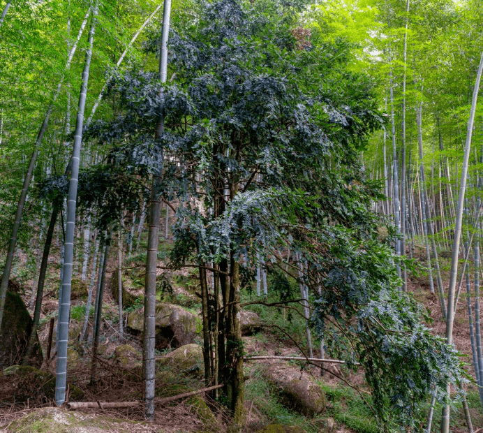 森林主要原生植被为常绿阔叶林,属中国三大植被区域中的中国东部湿润