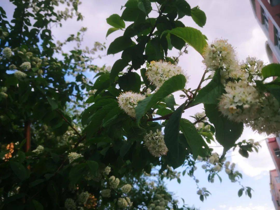 俄国诗人叶赛宁在《稠李树》中写道:“馥郁的稠李树,和春天一起开放…