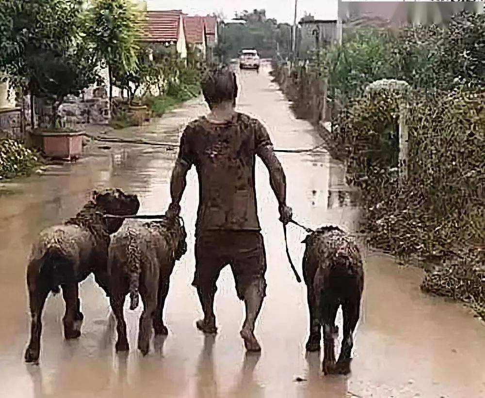 雨天偶遇一人三狗,没敢靠近绕着走,忍不住回头一看没憋