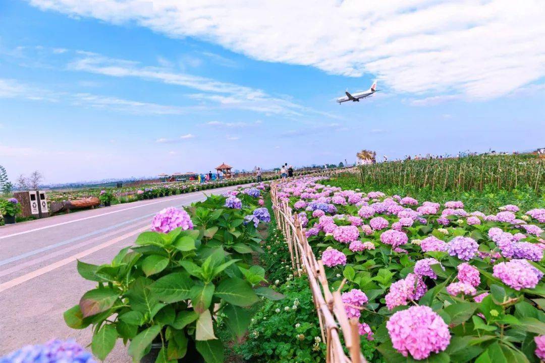 双流这些地方的绣球花海太惊艳!_花田