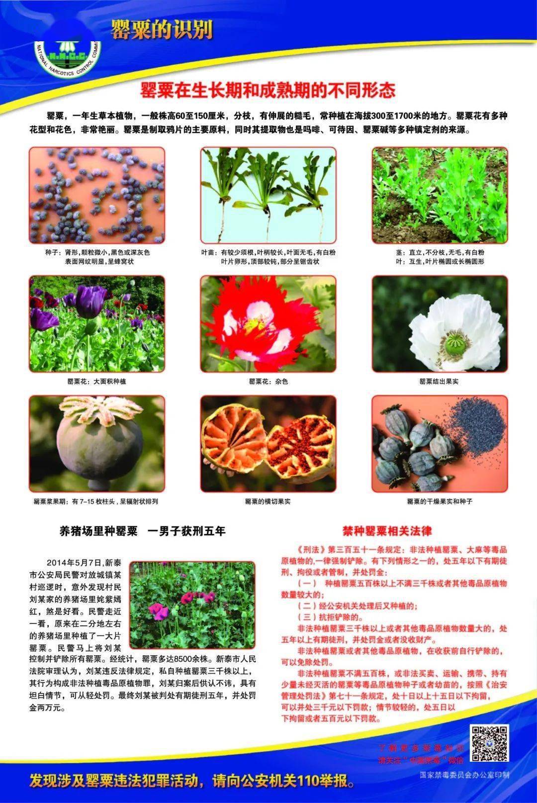 禁毒|15张图教你识毒,拒毒,防毒_毒品