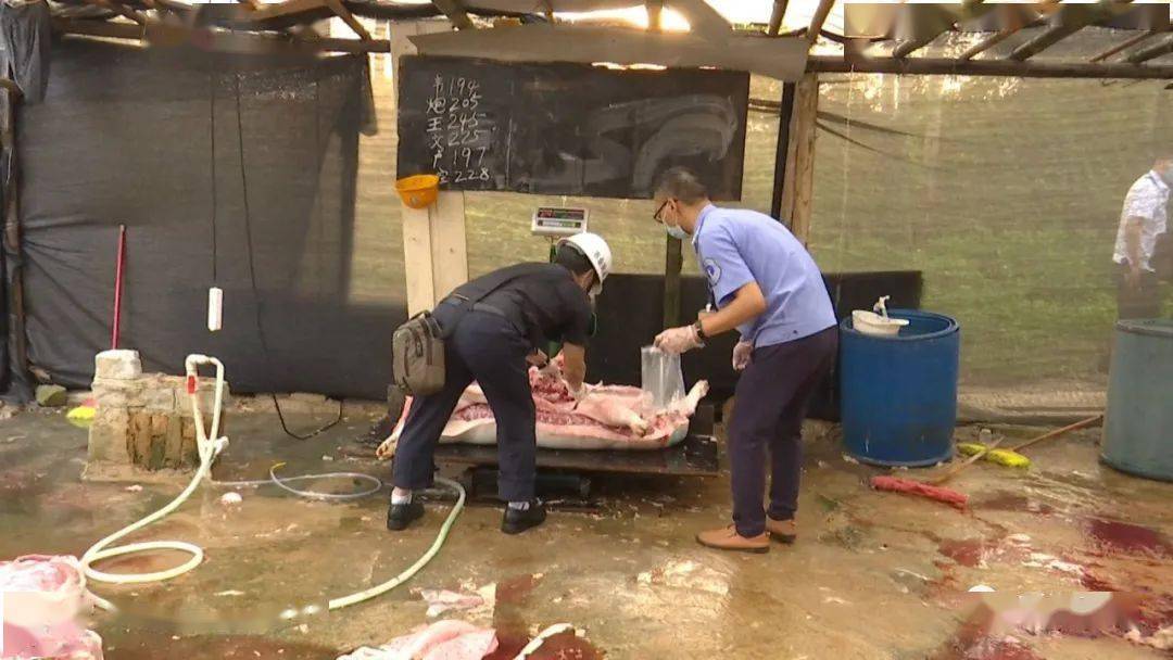 猪肉内脏随意摆放,满地血水……生猪私宰点现场触目惊心