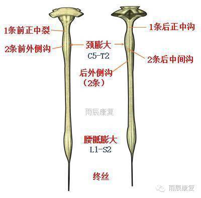 脊髓损伤超全面总结,超全!