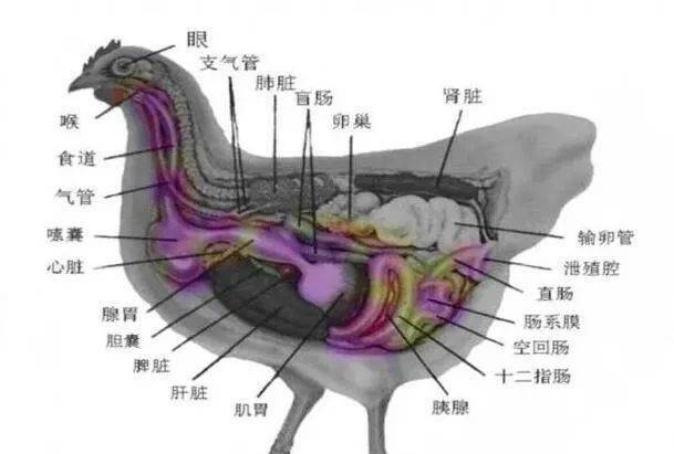 腺胃→肌胃→小肠(十二指肠空肠回肠)→大肠(盲肠,直肠)→泄殖腔