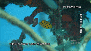 和稀有的 海洋生物.