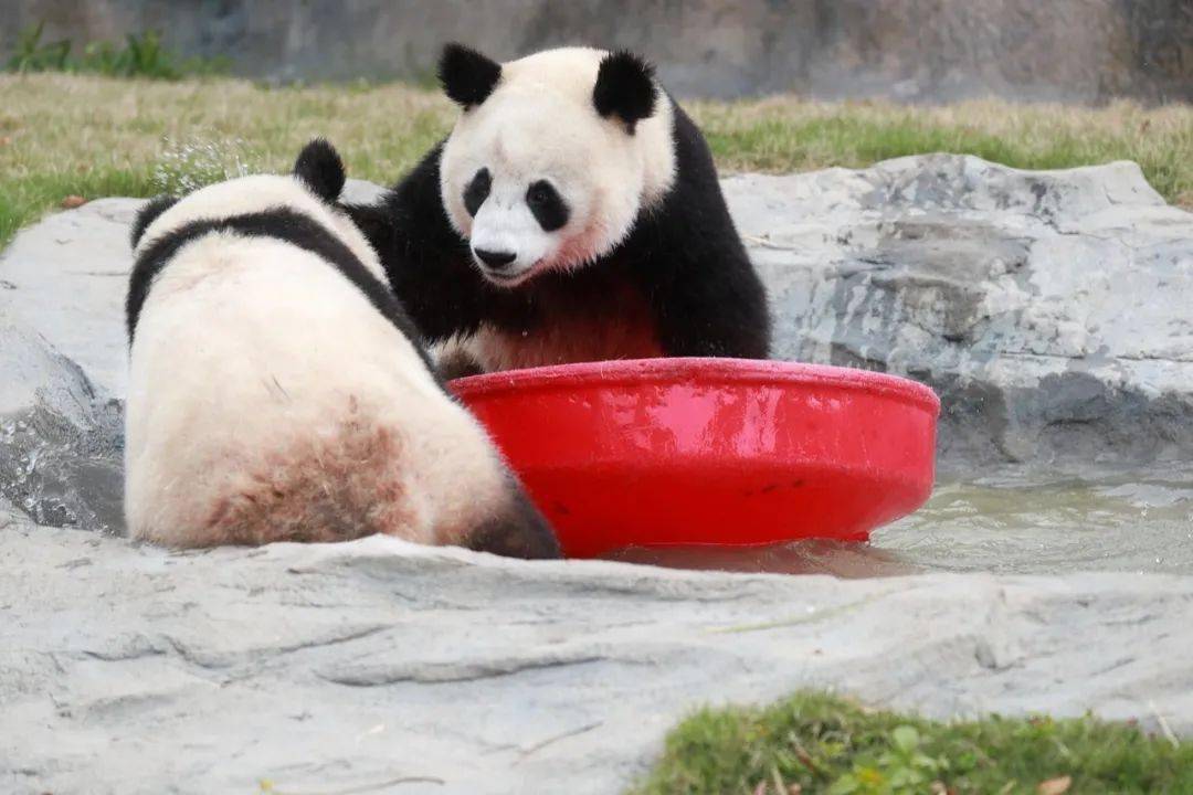 前方高能大熊猫洗澡啦