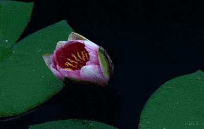 花开瞬间刹那芳华