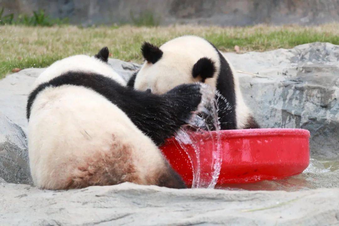 前方高能大熊猫洗澡啦