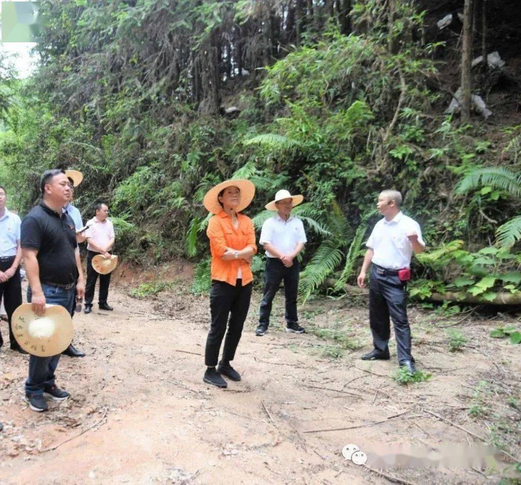 武平县长张丽华对武西南片区乡镇