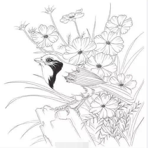 【黑白线稿】绘画素材,白描线描花卉与鸟