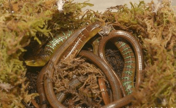 捕食蚯蚓(图片来源于网络)蛇捕食老鼠(刘硕摄)蛇蜥在中国俗称脆蛇