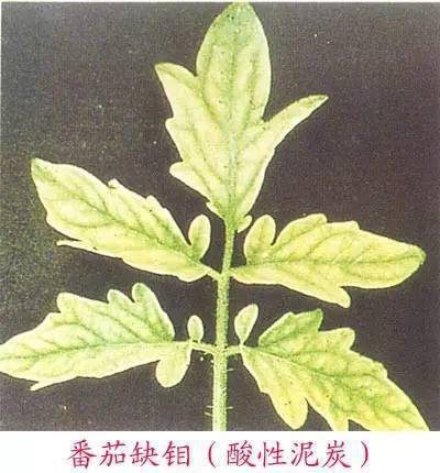 【作物栽培】缺素最全解释--番茄