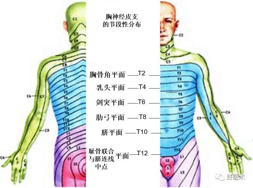 前支:共12对,第1～11对各自位于相应肋间隙,称肋间神经(intercostal